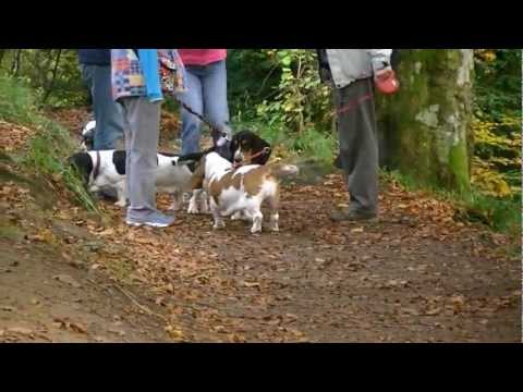 Basset Hound Walk at The Hermitage