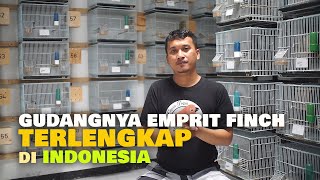 Download lagu SUKSES BANGUN RUMAH 200JUTA DARI BETERNAK EMPRIT FINCH HIAS mp3 Download lagu SUKSES BANGUN RUMAH 200JUTA DARI BETERNAK EMPRIT FINCH HIAS mp3