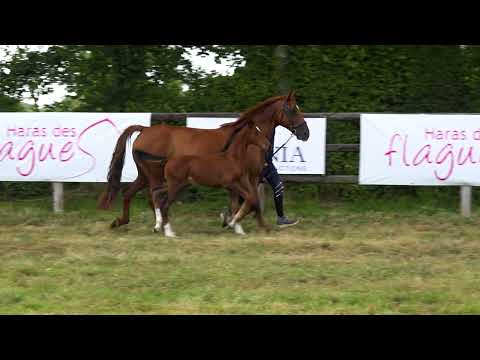 O MY DREAM DES FLAGUES