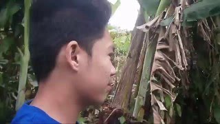 The Ravening Whisper - Edited Version