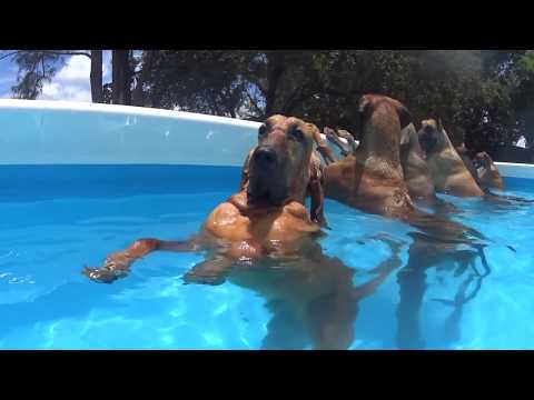 מסיבת הבריכה של הכלבים האלה מראה איך צריך להתמודד עם הקיץ