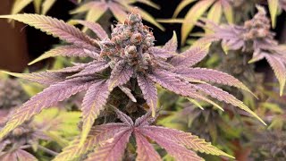 Seed To Harvest Documentary - Barney's Farm Purple Punch