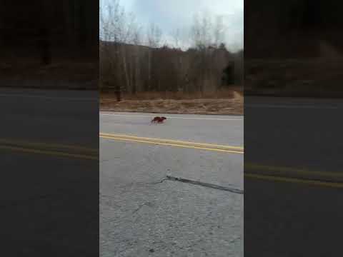 Little Dachshund puppy is running as fast as he can to catch up to his best friend!