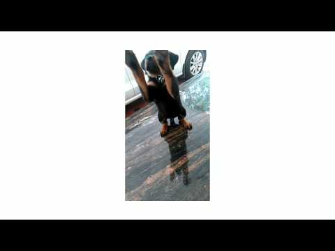 Cute Rottweiler puppy during his basic training....