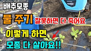 배추 물주는 방법에 따라 수확량이 결정됩니다 이렇게 해야 배추가 죽지 않고 활착이 잘됩니다 #배추농사