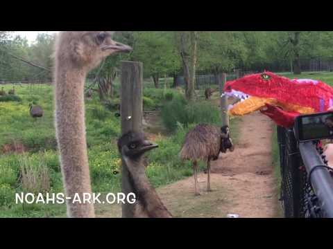 Ratites vs T-Rex - Noah's Ark Animal Sanctuary