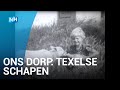 Ons Dorp: Het Texelse schaap was in 1940 wel een kop groter