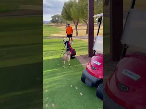 Coyote charging a golf cart thumbnail