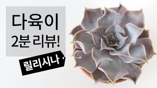 다육이 2분 리뷰! 릴리시나(에케베리아속) 키우기 succulent 168화 #해맑은TV