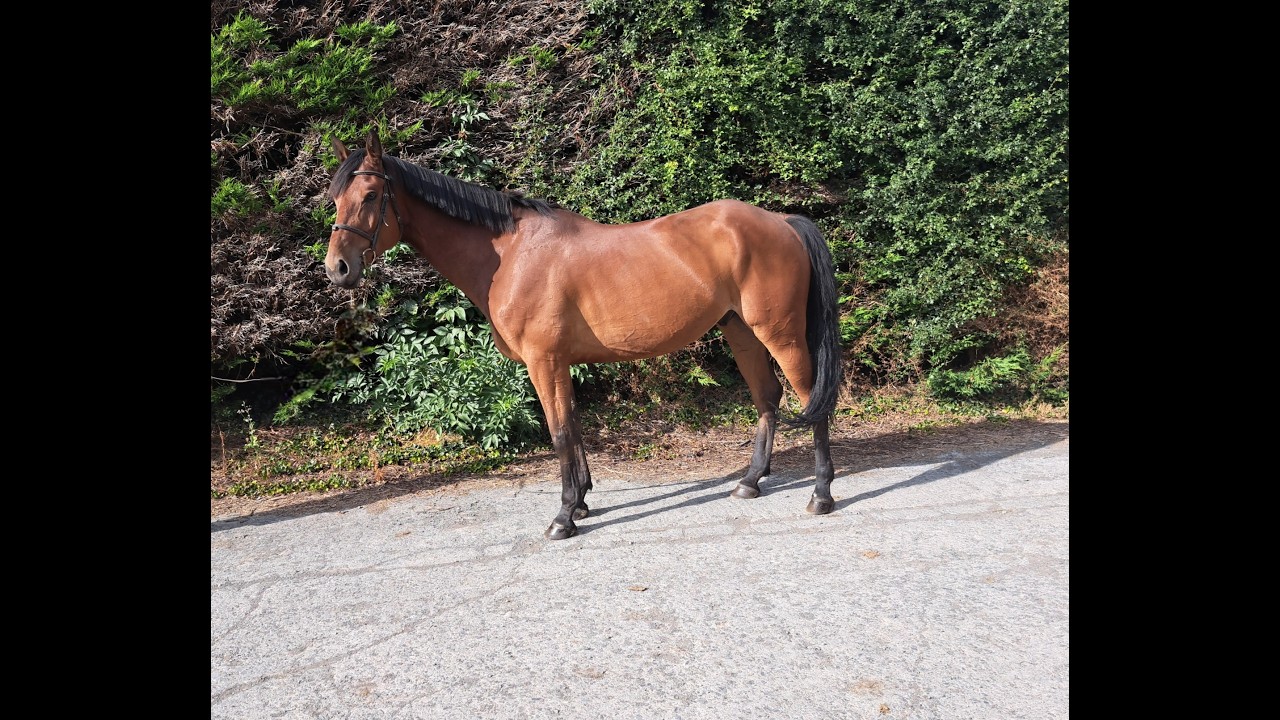 MC Raglan Road (HHS CORNET x SHANNONDALE SARCO) video 3