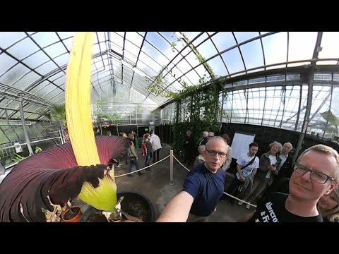 Titanenwurz im Botanischen Garten Bochum (live Reportage)