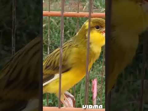 canário belga campainha. o canto limpo do canário belga