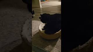 Download lagu Taste the biscuit! 🥳 #cat  #catkneading #tuxedocat mp3 Download lagu Taste the biscuit! 🥳 #cat  #catkneading #tuxedocat mp3