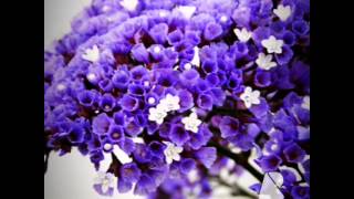 Popular annual flowers around the world | Identification with their names