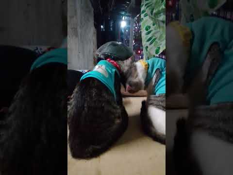 Lovelove Yan😅 #song