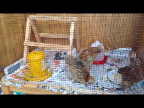 Mankolan Yhtenäiskoulun kasvihuone