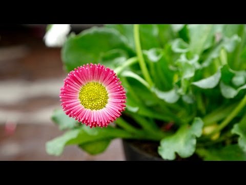 De madelief is een vaste plant.. zet em in je tuin!
