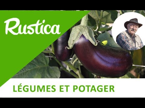 , title : 'Planter des aubergines dans un carré potager'