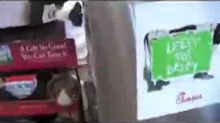 Cow Appreciation Day