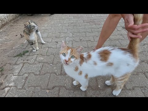 Two cute cats next to the rubbish bin are very hungry
