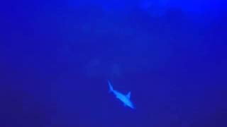 Egypte 2014   Requin Marteau