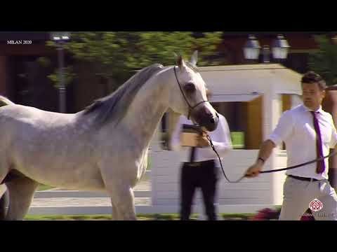 N.54 SHAMAN AL MAR - Milan 2020 Arabian Horse Show - Stallions 4 to 6 Years Old (Class 10)
