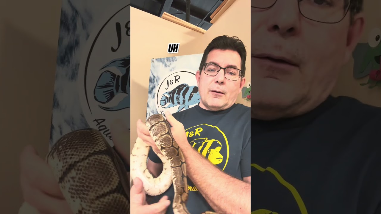 Enlarge Sweet Pea the Fancy Ball Python, a Adoptable Ball Python in Neenah, WI video 2/2