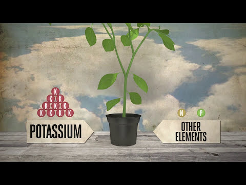 image-Why is potassium important to plant growth? 