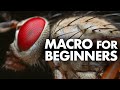 Macro Photography for Beginners – Complete Tutorial