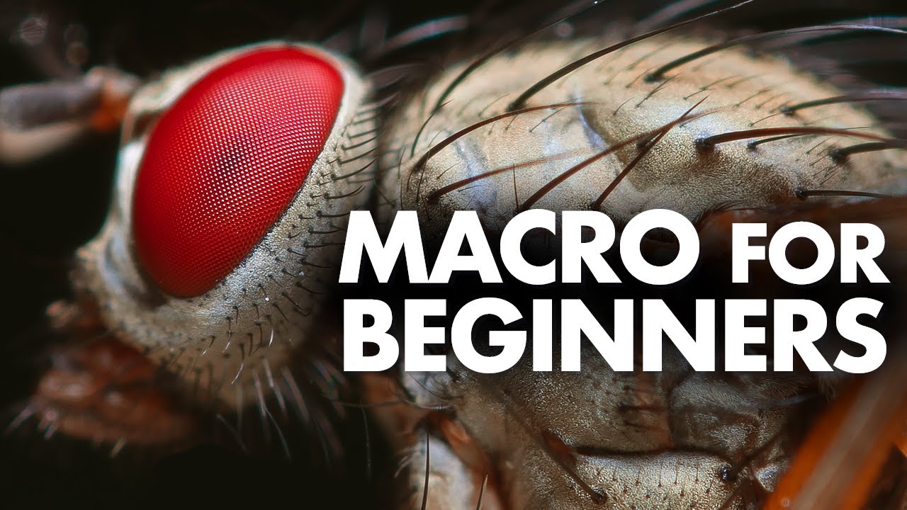 Macro Photography for Beginners – Complete Tutorial
