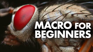 Macro Photography for Beginners - Complete Tutorial