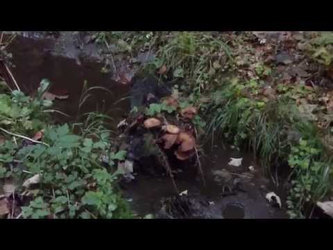 Habichtswald - Firnsbachtal