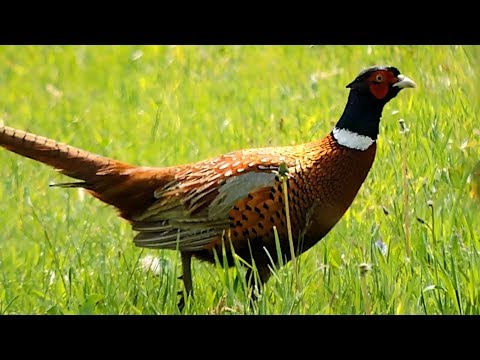 Bażant - samiec (kogut) / Pheasant - male / Phasianus colchicus