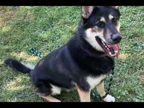 Carson video