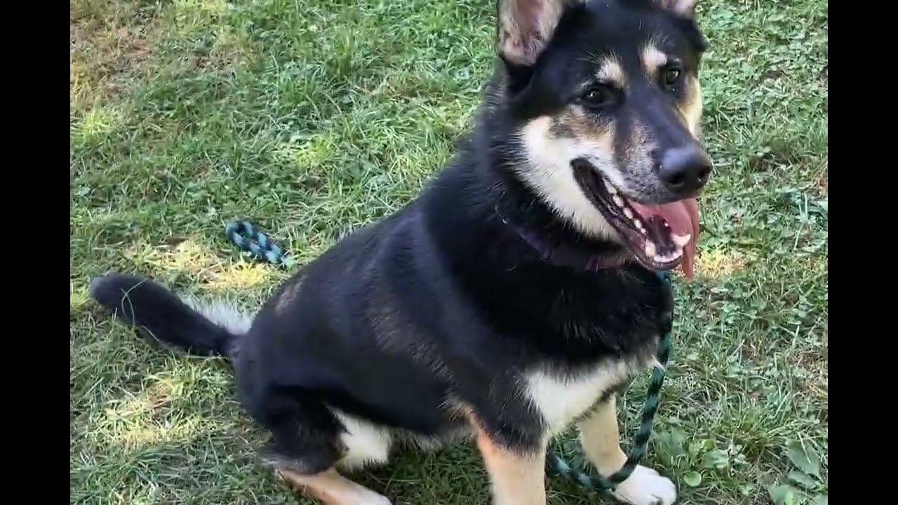 Enlarge Carson, an adoptable mixed breed in Phoenixville, PA video 6/6