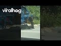 Bear Cub Climbs Onto Garbage Truck || ViralHog