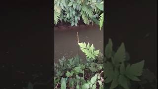 Download lagu nemu sarang ikan di parit kecil yang tertutupi semak semak! #vidioshorts#mancingliar mp3