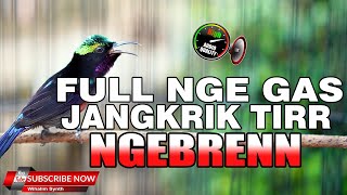 Download lagu KONIN GACOR FULL ISIAN NGEBREN JANGKRIK TIRR BELALANG EMAS SANGAT BAGUS UNTUK MASTERAN KOLIBRI KAMU mp3 Download lagu KONIN GACOR FULL ISIAN NGEBREN JANGKRIK TIRR BELALANG EMAS SANGAT BAGUS UNTUK MASTERAN KOLIBRI KAMU mp3