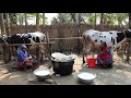 Two Beautiful Village Women 40 Kg Milk Collected From Cow Payesh Recipe Delicious Village Food