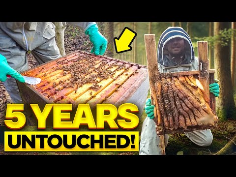 Bees Surviving Five Years Untouched | How This Colony Endured Against All Odds