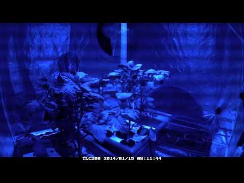 Time Lapse of Tomatoes Growing Under the Extreme Veg Light for 3 Days