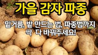 가을 감자 재배 - 밭 만드는 법과 간격 깊이와 밑거름까지 싹 바꿔야 합니다