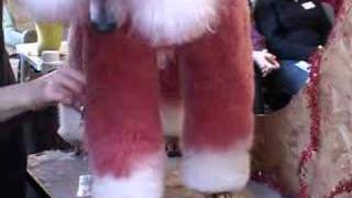 Dog Grooming, The Styling Academy