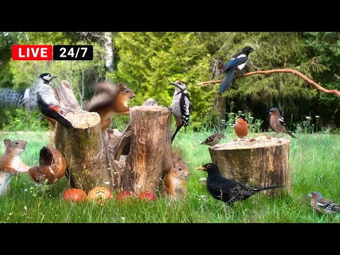 ????24/7 LIVE: Cat TV for Cats to Watch???? Little Birds, Red Squirrels & Forest Sounds (4K Pre-Recorded)