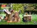 🔴24/7 LIVE: Cat TV for Cats to Watch😺 Little Birds, Red Squirrels & Forest Sounds (4K Pre-Recorded)