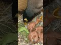 Unexpected Lift Myna Bird Picks Up Baby While Preening Feathers Short Ytshortsvideo Viralvideo