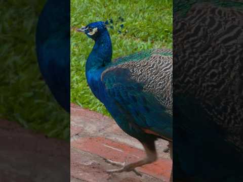 Centro Ecológico Florestar, em Vista Alegre do Prata - RS