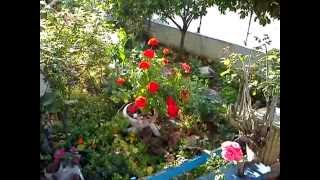 preview picture of video 'early morning ,my garden in marmaris/turkey 27.5.2014'