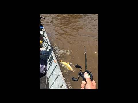 PEGUEI UM DOURADO NA CORREDEIRA DO RIO!!! #Shorts