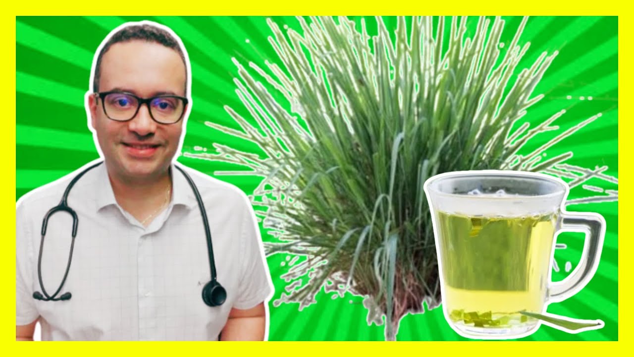 Chá de Capim Santo, um “santo remédio”: benefícios. Para que serve? Como preparar? [capim limão]